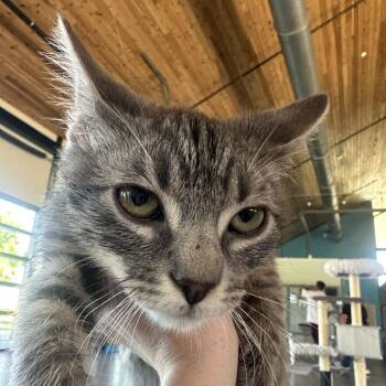 Acorn -  Domestic Short Hair Cat for Adoption in Leander, Texas - Acorn | PetCurious
