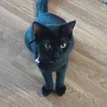 Rescue Domestic Short Hair Cats for Adoption in Villa Park, California - Theo | PetCurious