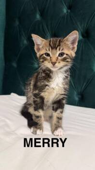 Merry -  Domestic Short Hair Cat for Adoption in Calgary, Alberta - Merry | PetCurious