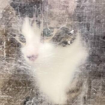 Meowlo -  Domestic Short Hair Cat for Adoption in Philadelphia, Pennsylvania - Meowlo | PetCurious