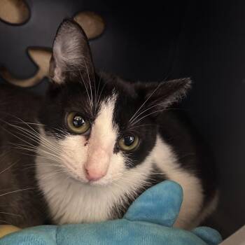 Sparks -  Domestic Short Hair Cat for Adoption in West Palm Beach, Florida - Sparks | PetCurious