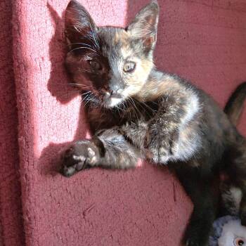 Josie -  Tortoiseshell Cat for Adoption in Albuquerque, New Mexico - Josie | PetCurious