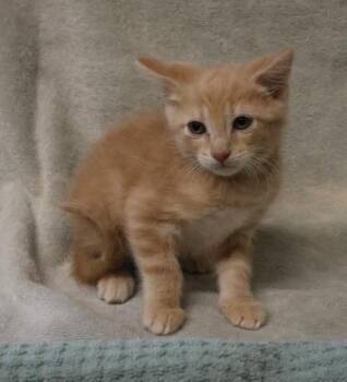 Domestic Short Hair Cats Available for Adoption in Thief River Falls, Minnesota - Luther | PetCurious