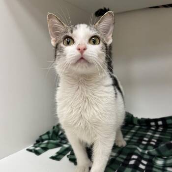Domestic Short Hair Cats Available for Adoption in Champaign, Illinois - Wild Child | PetCurious
