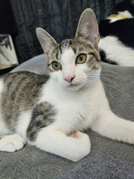 Rescue Domestic Short Hair Cats for Adoption in Houston, Texas - Alice | PetCurious
