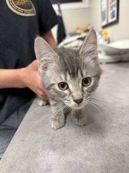 Domestic Short Hair Cats Available for Adoption in Bemidji, Minnesota - Sapphire | PetCurious