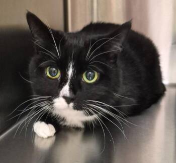 Buffy -  Domestic Short Hair Cat for Adoption in Christiansburg, Virginia - Buffy | PetCurious