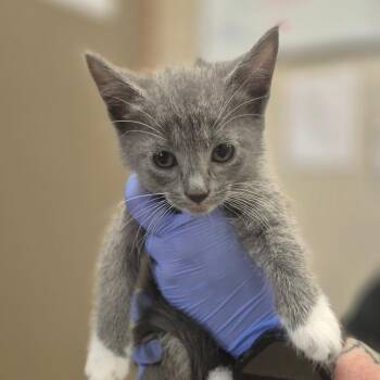 Norma -  Domestic Short Hair Cat Available for Adoption in Birmingham, Alabama - Norma | PetCurious