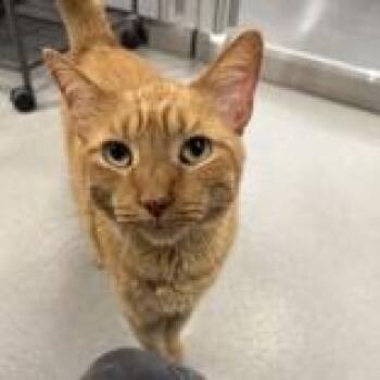 Nutty Buddy -  Domestic Short Hair Cat for Adoption in Hilliard, Ohio - Nutty Buddy | PetCurious