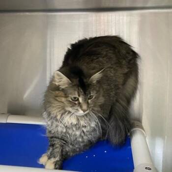 Domestic Long Hair and Domestic Short Hair Cats Available for Adoption in Wilkesboro, North Carolina - Clawdia | PetCurious