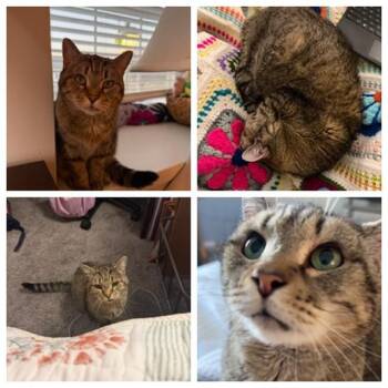 Domestic Short Hair Cats Available for Adoption - WINNIE | PetCurious