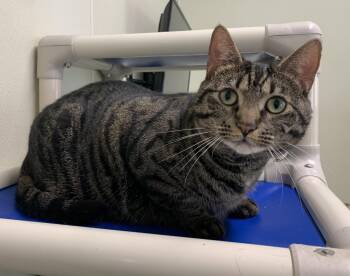 Rescue Domestic Short Hair Cats for Adoption in Cashiers, North Carolina - Floof | PetCurious