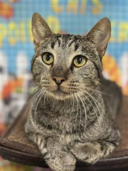 Chappy -  Domestic Short Hair Cat for Adoption in Collierville, Tennessee - Chappy | PetCurious