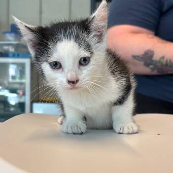 Domestic Short Hair Cats Available for Adoption in Huntington, West Virginia - Caspian | PetCurious