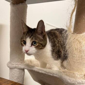Domestic Short Hair Cats Available for Adoption in Hemet, California - Sammie | PetCurious