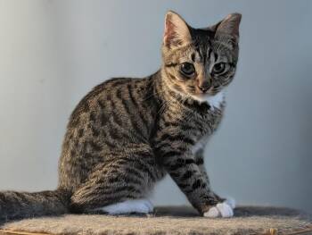 Rescue Domestic Short Hair Cats for Adoption in Boca Raton, Florida - Janne | PetCurious