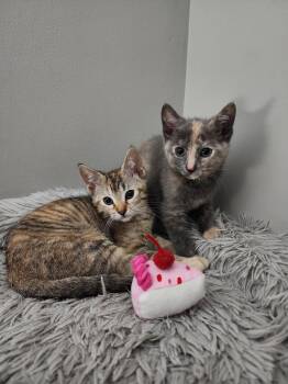 Domestic Short Hair Cats Available for Adoption in Wheaton, Illinois - Butterfly & Cricket (bonded Pair) | PetCurious