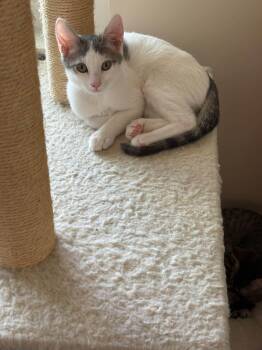 Coco-San -  Domestic Short Hair Cat for Adoption in Wilmington, North Carolina - Coco-San | PetCurious