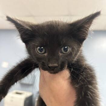 Domestic Short Hair Cats Available for Adoption in Saint Joseph, Missouri - Darling | PetCurious