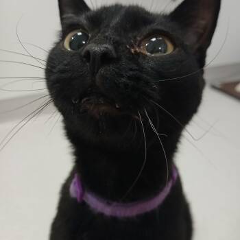 Rescue Domestic Short Hair Cats for Adoption in Hillsboro, Missouri - Pearl | PetCurious