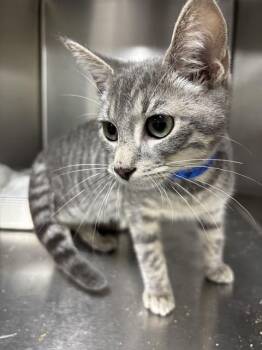 Bobbie & Maddox-Purrfect Pair -  Domestic Short Hair Cat for Adoption in Arlington, Virginia - Bobbie & Maddox-Purrfect Pair | PetCurious