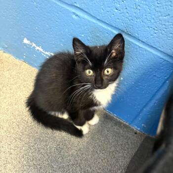 Run With Scissors -  Domestic Short Hair Cat for Adoption in Carencro, Louisiana - Run With Scissors | PetCurious
