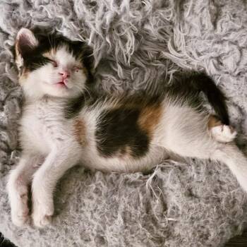 Hope* -  Domestic Short Hair Cat for Adoption in San Gabriel, California - Hope* | PetCurious