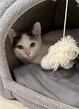 Timmy -  Domestic Short Hair Cat for Adoption in Reston, Virginia - Timmy | PetCurious