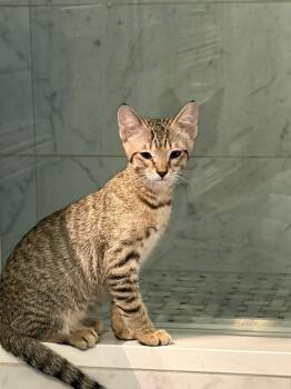 Baloo -  Domestic Medium Hair Cat for Adoption in Vancouver, Washington - Baloo | PetCurious