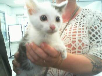 IKE -  Domestic Short Hair Cat for Adoption in Charlotte, North Carolina - IKE | PetCurious