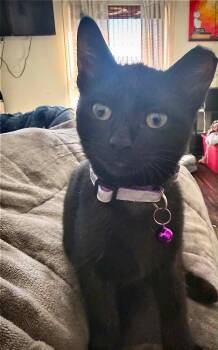 Umbra -  Domestic Short Hair Cat for Adoption in Taycheedah, Wisconsin - Umbra | PetCurious