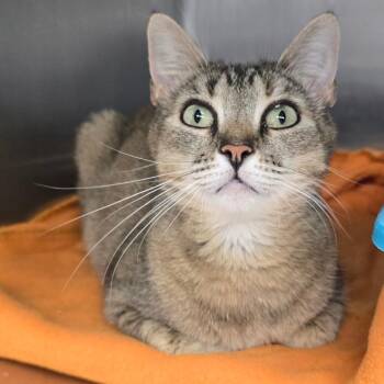 Domestic Short Hair Cats Available for Adoption in Spokane, Washington - Henrienna | PetCurious