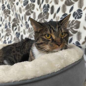 Bob -  Domestic Short Hair Cat for Adoption in Riverwoods, Illinois - Bob | PetCurious