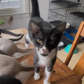 Rescue Domestic Short Hair Cats for Adoption in Springdale, Arkansas - Grisham | PetCurious