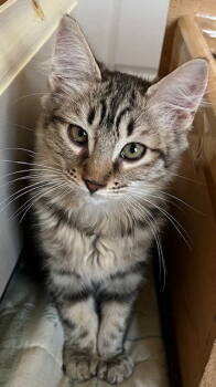 Rescue Domestic Medium Hair Cats for Adoption in Antioch, California - Madeleine | PetCurious