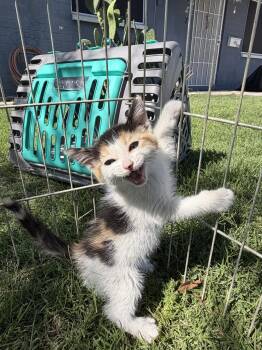 Pringle -  Domestic Short Hair Cat for Adoption in San Tan Valley, Arizona - Pringle | PetCurious