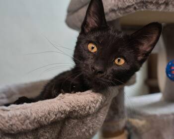 Habanero -  Domestic Short Hair Cat for Adoption in New Berlin, Wisconsin - Habanero | PetCurious