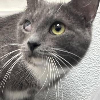 Neptune -  Domestic Short Hair Cat for Adoption in Philadelphia, Pennsylvania - Neptune | PetCurious