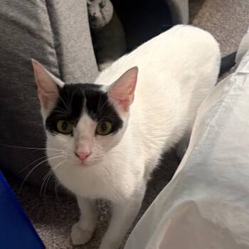 Orea -  Domestic Short Hair Cat for Adoption in Sarasota, Florida - Orea | PetCurious