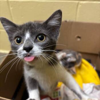 Lisa -  Domestic Short Hair Cat for Adoption in Walker, Michigan - Lisa | PetCurious