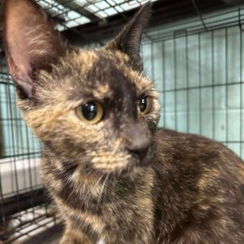 Rescue Domestic Short Hair Cats for Adoption in Gadsden, Alabama - Natasha | PetCurious