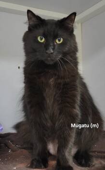 Rescue Domestic Medium Hair Cats for Adoption in Mazon, Illinois - Mugata | PetCurious