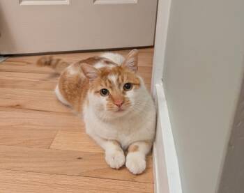 Domestic Short Hair Cats Available for Adoption in Philadelphia, Pennsylvania - Chai | PetCurious