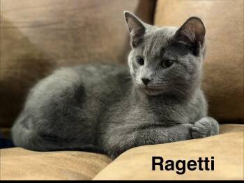 Ragetti -  Russian Blue and Domestic Short Hair Cat for Adoption in Wyandotte, Michigan - Ragetti | PetCurious