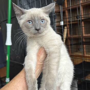 Cletus -  Domestic Short Hair Cat for Adoption in Springdale, Arkansas - Cletus | PetCurious