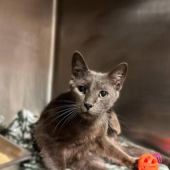 Beanie Weenie Fettuccine -  Domestic Short Hair Cat for Adoption in Davenport, Iowa - Beanie Weenie Fettuccine | PetCurious