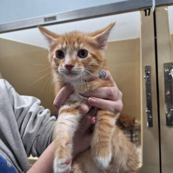 Domestic Short Hair Cats Available for Adoption in Gautier, Mississippi - Jason | PetCurious