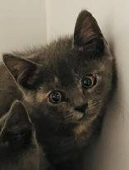 Rescue Domestic Short Hair Cats for Adoption in Cibolo, Texas - Firecracker | PetCurious