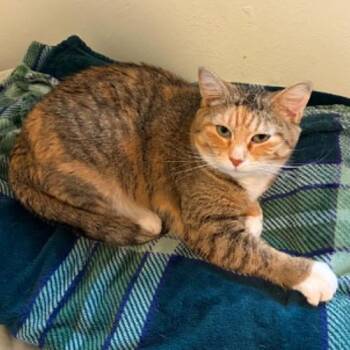 Domestic Short Hair Cats Available for Adoption in Sioux Falls, South Dakota - Georgia | PetCurious