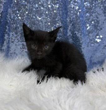 Mack -  Domestic Short Hair Cat for Adoption in Clarkesville, Georgia - Mack | PetCurious